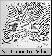 elongatedwhorl